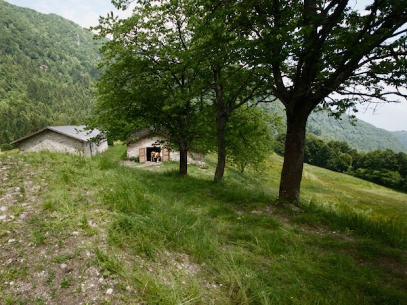 Malga Grassi