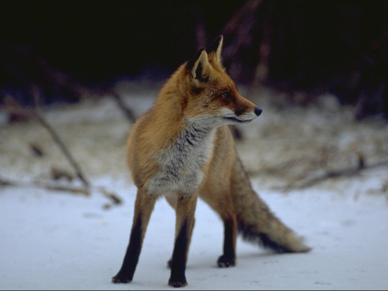 Volpe (Vulpes vulpes)