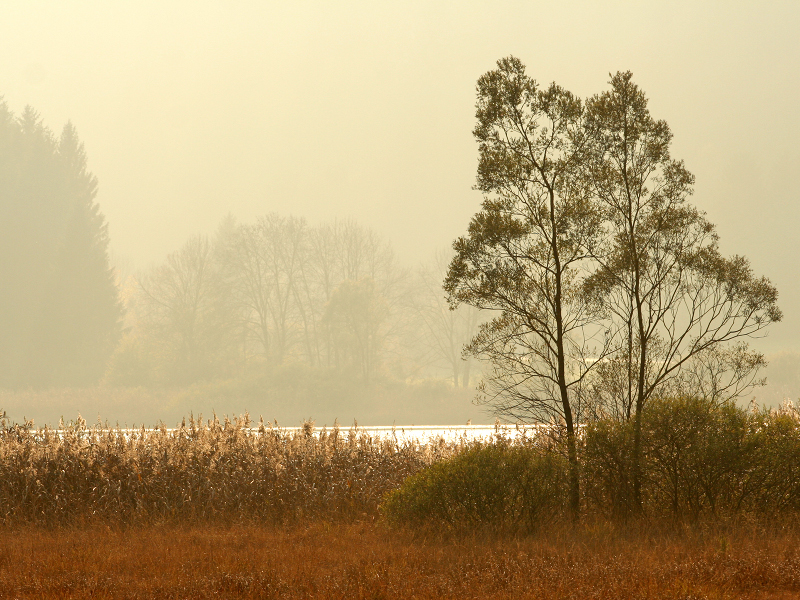 Ampola in autunno
