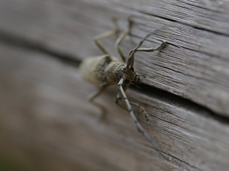 Cerambycidae