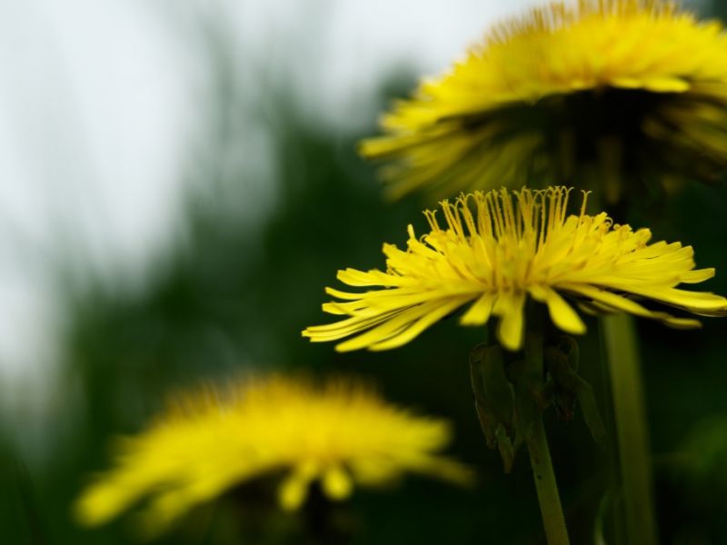 Tarassaco (Taraxacum officinale)