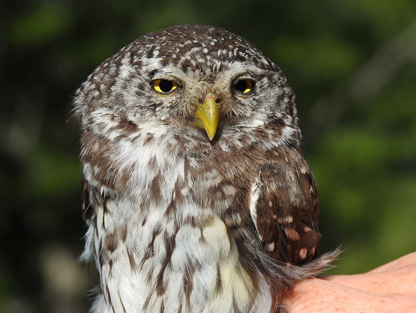 Civetta nana (Glaucidium passerinum)