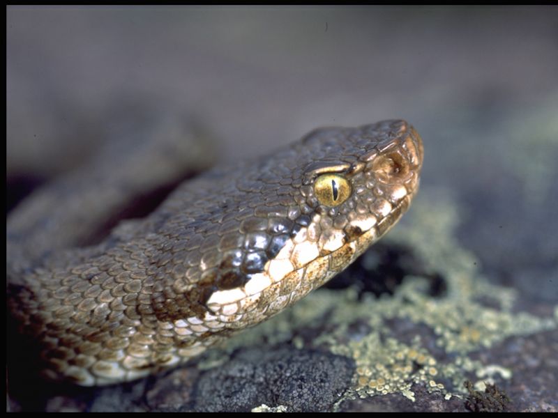 Vipera comune (Vipera aspis)