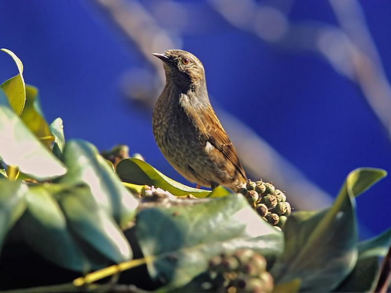 Passera scopaiola (Prunella modularis)