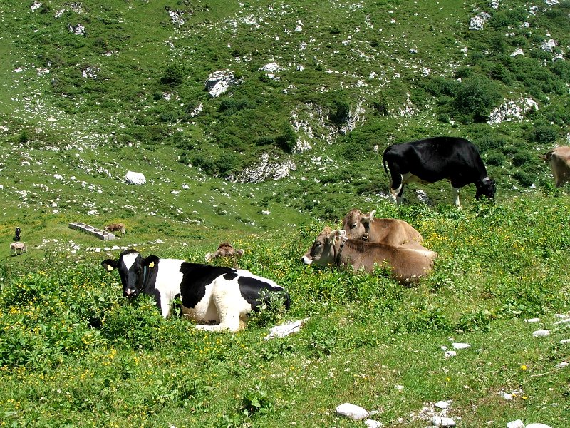 Mucche al pascolo