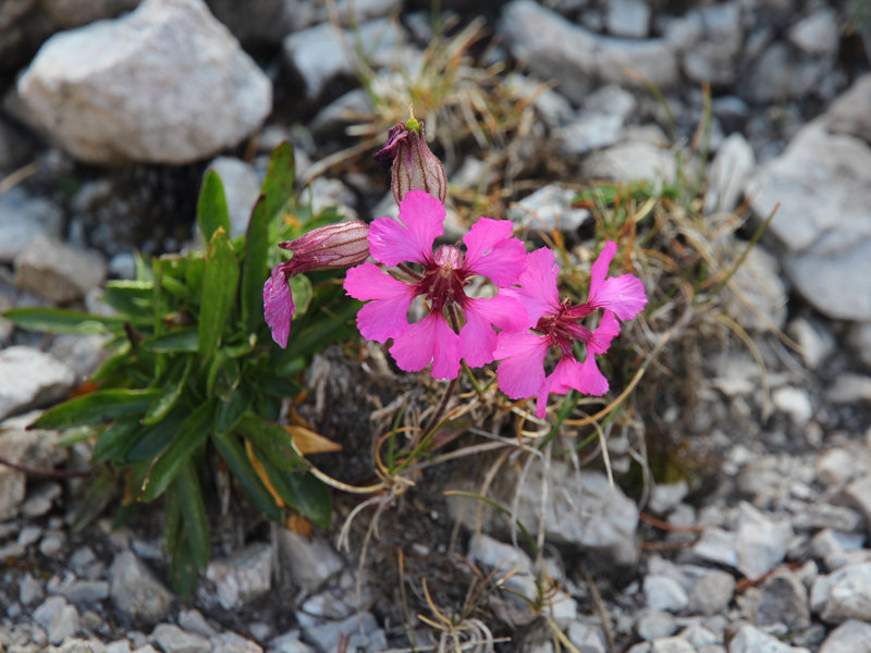 Silene di Elisabetta (Silene elisabethae)