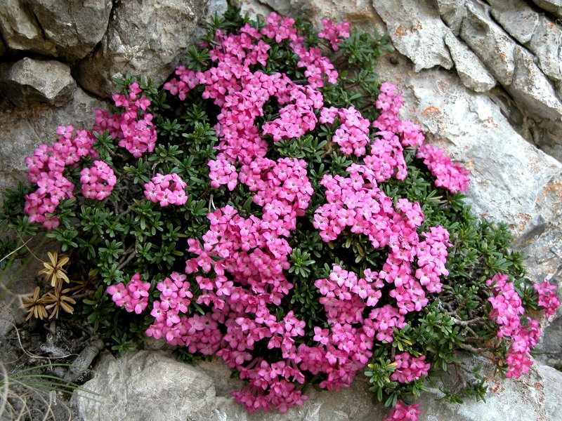 Dafne delle rupi (Daphne petraea)