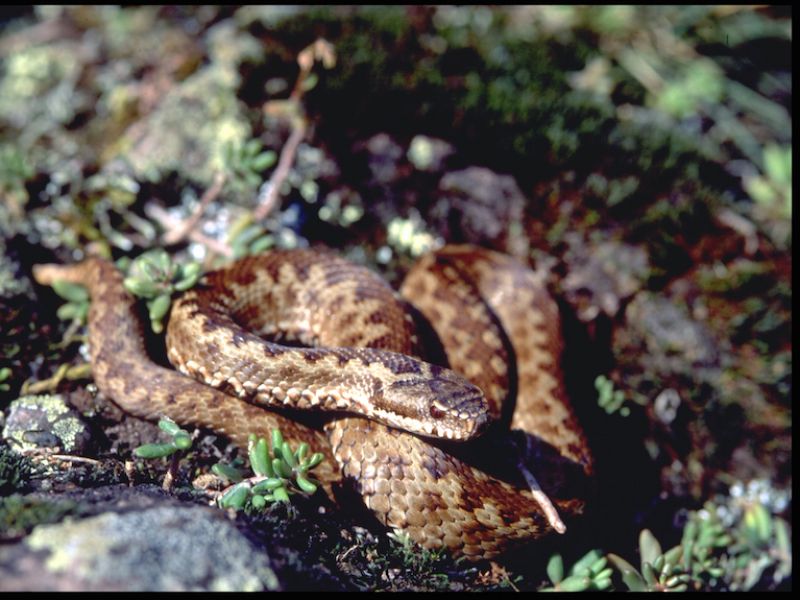 Marasso (Vipera berus)